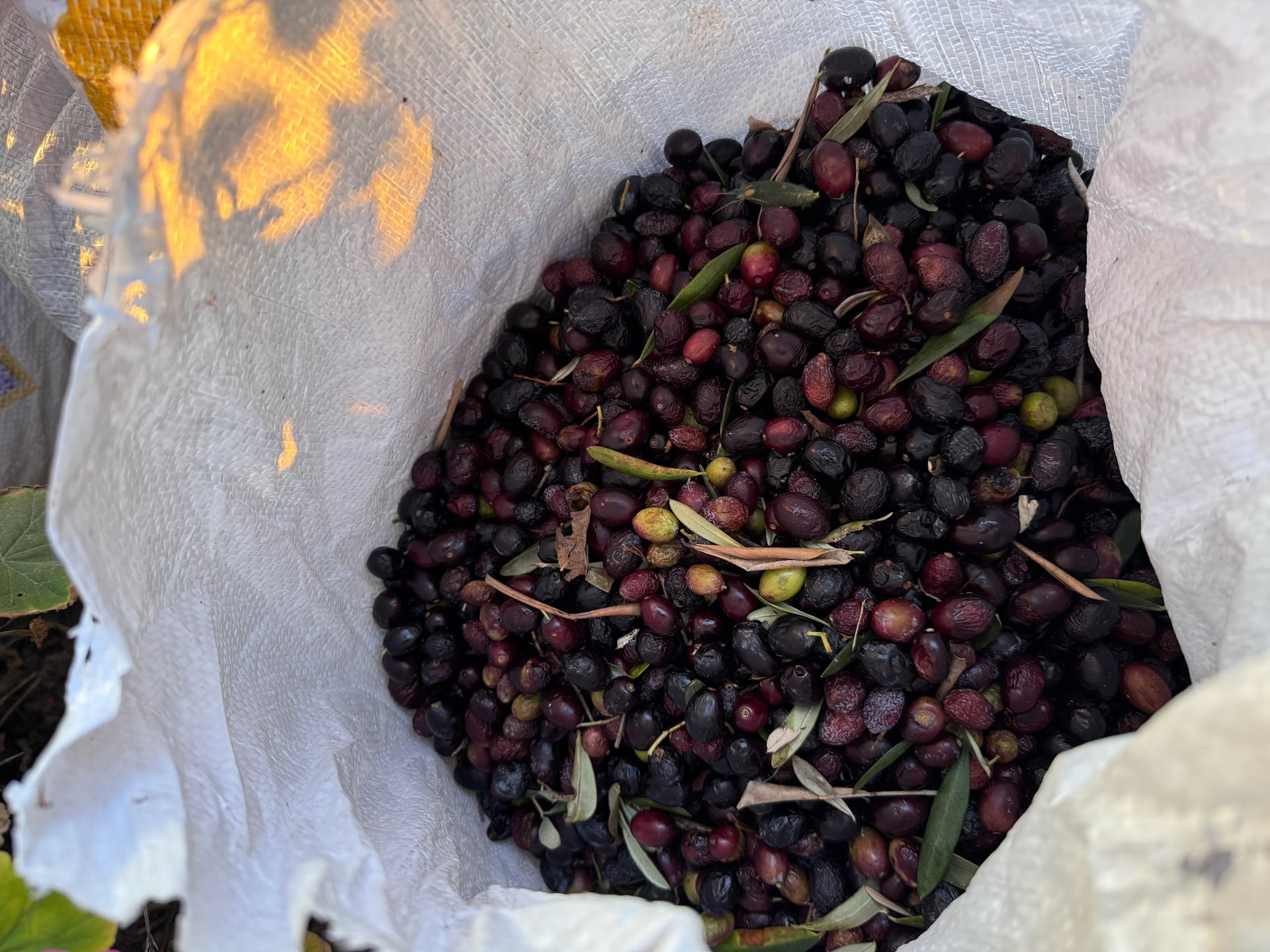 Artisanal olive oil production process at Kallmi Estate